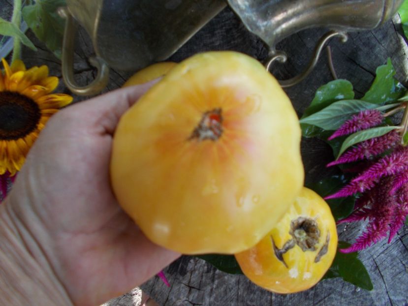  - SEMINTE ROSII - T 498 HUGE LEMON OXHEART