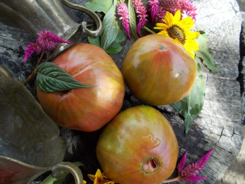  - SEMINTE ROSII - T 546 ANANAS HEART