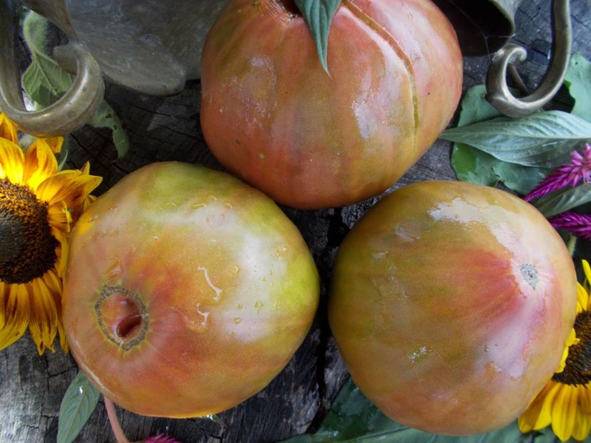  - SEMINTE ROSII - T 546 ANANAS HEART