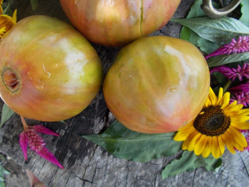  - SEMINTE ROSII - T 546 ANANAS HEART