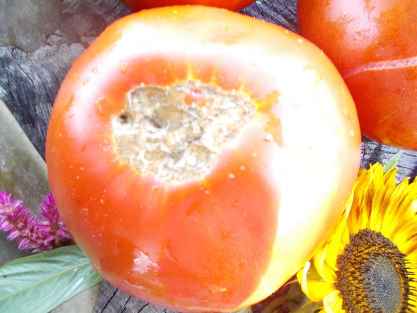  - SEMINTE ROSII - T 540 AZERBAYDZHANSKIY IZ BAKU I