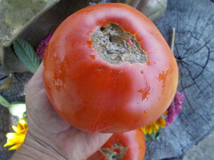  - SEMINTE ROSII - T 540 AZERBAYDZHANSKIY IZ BAKU I