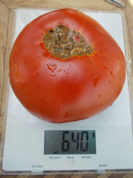  - SEMINTE ROSII - T 540 AZERBAYDZHANSKIY IZ BAKU I