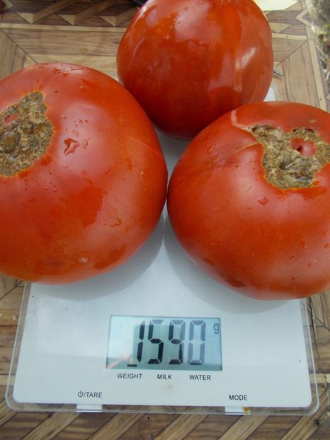  - SEMINTE ROSII - T 540 AZERBAYDZHANSKIY IZ BAKU I