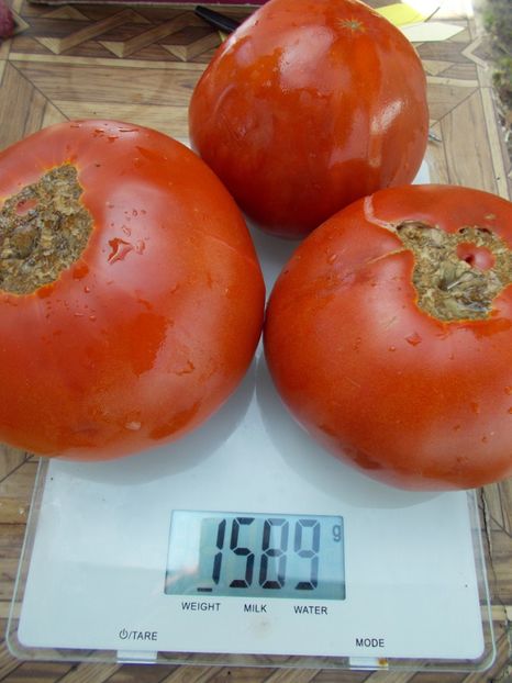  - SEMINTE ROSII - T 540 AZERBAYDZHANSKIY IZ BAKU I