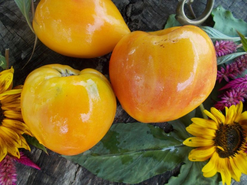  - SEMINTE ROSII - T 511 DAWSON RUSSIAN