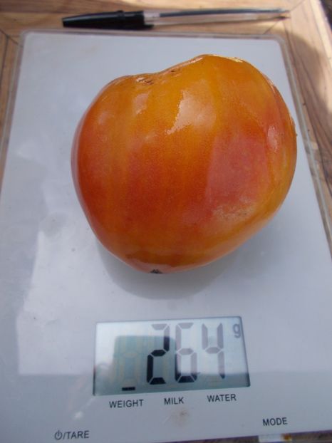  - SEMINTE ROSII - T 511 DAWSON RUSSIAN