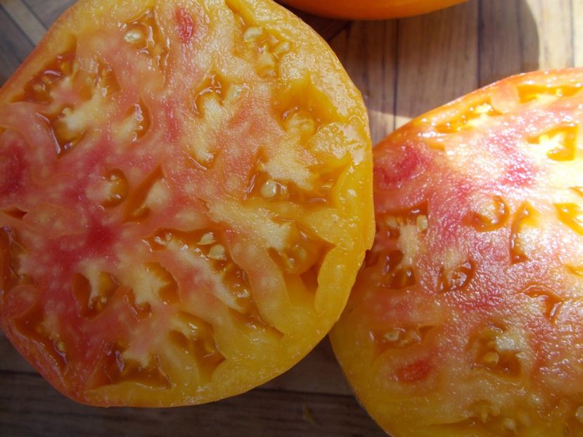  - SEMINTE ROSII - T 511 DAWSON RUSSIAN