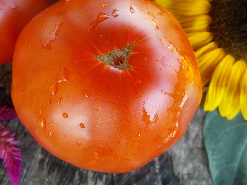  - SEMINTE ROSII - T 527 KOT TIMOFEY