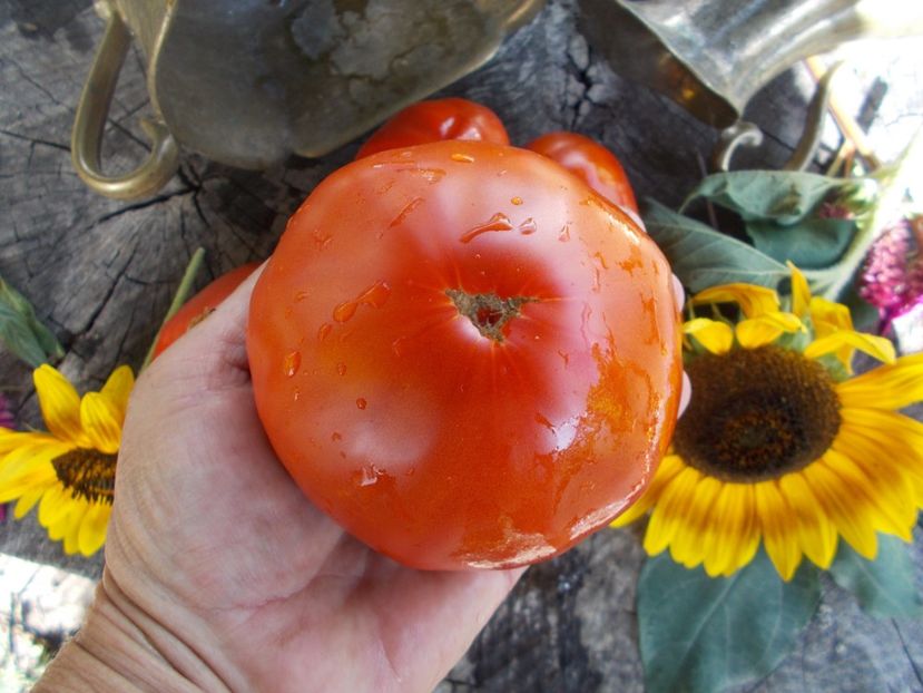  - SEMINTE ROSII - T 527 KOT TIMOFEY