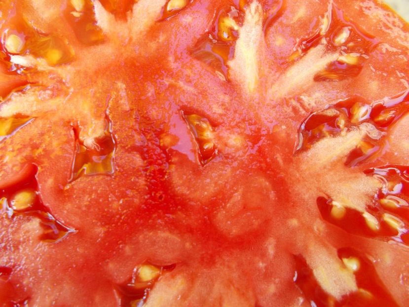  - SEMINTE ROSII - T 527 KOT TIMOFEY