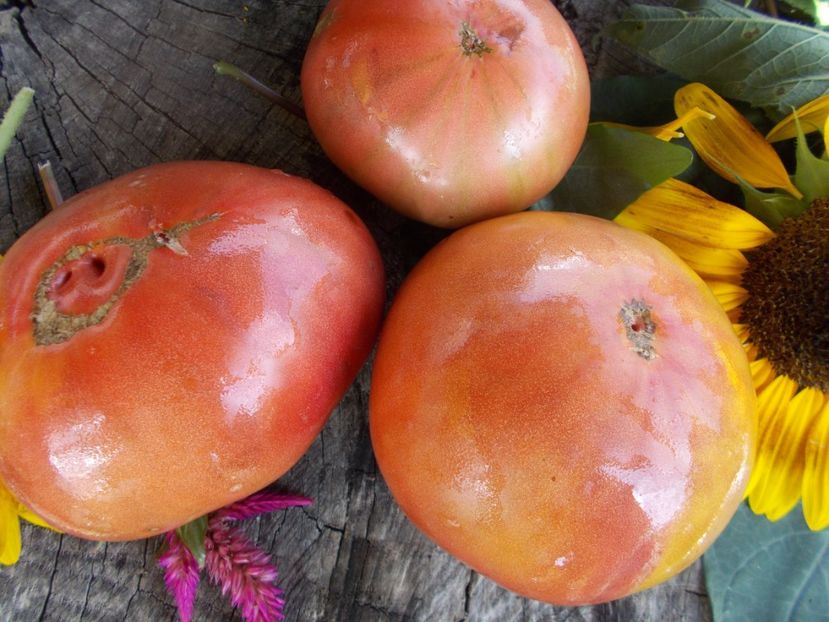  - SEMINTE ROSII - T 526 JD S SPECIAL C-TEX