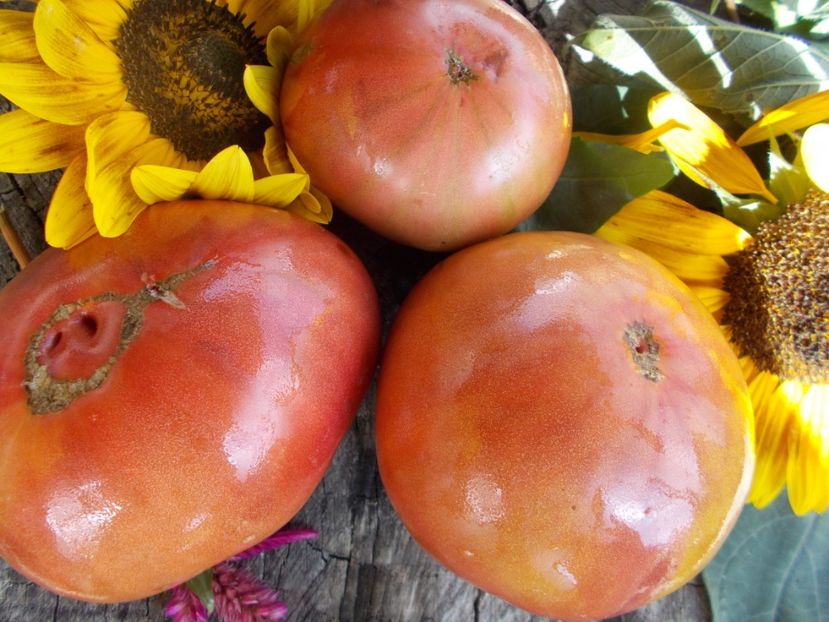  - SEMINTE ROSII - T 526 JD S SPECIAL C-TEX