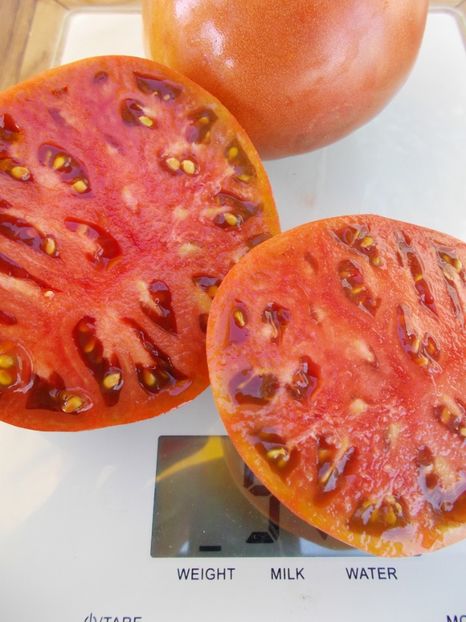  - SEMINTE ROSII - T 526 JD S SPECIAL C-TEX