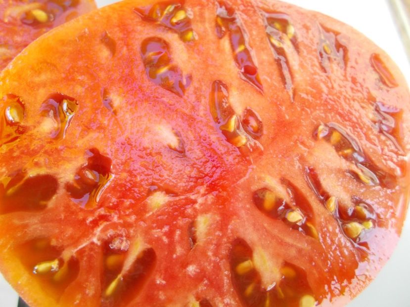  - SEMINTE ROSII - T 526 JD S SPECIAL C-TEX