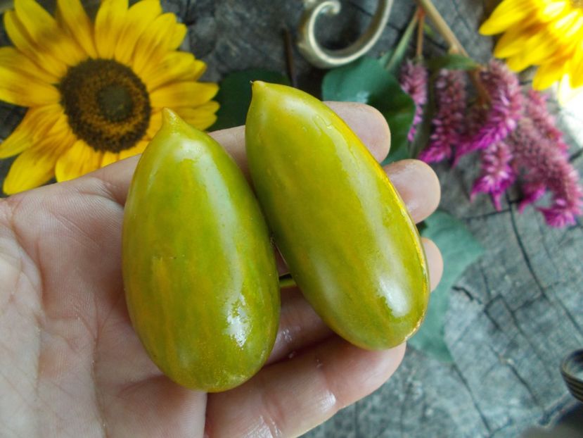  - SEMINTE ROSII - T 631 ARTISANS GREEN TIGER