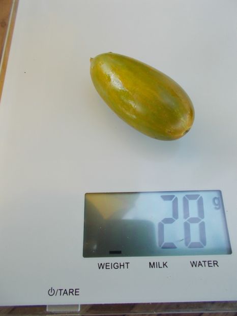  - SEMINTE ROSII - T 631 ARTISANS GREEN TIGER