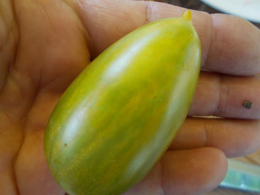  - SEMINTE ROSII - T 631 ARTISANS GREEN TIGER