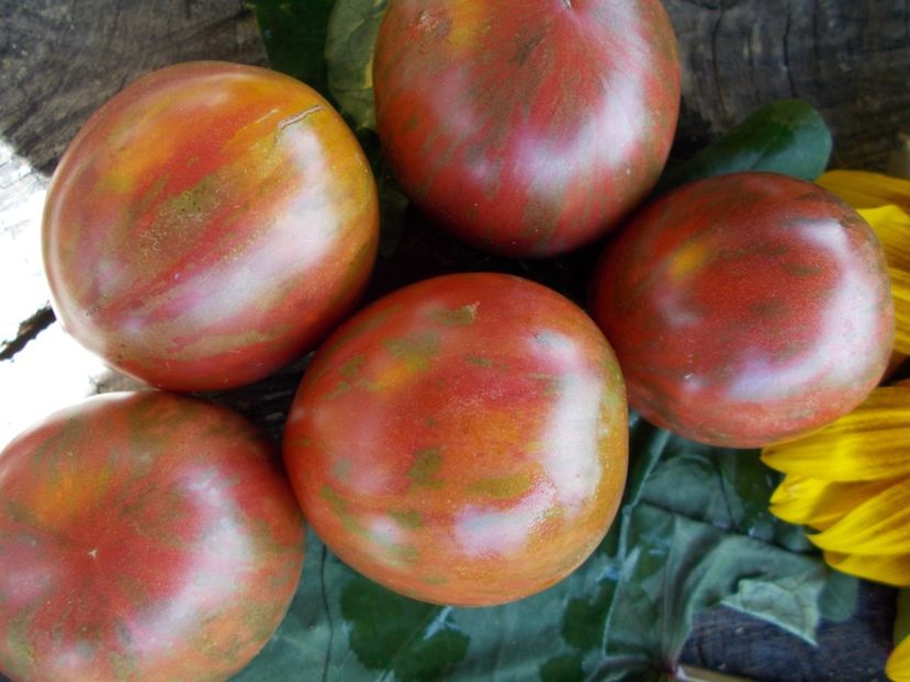  - SEMINTE ROSII - T 510 SAILOR S LUCK