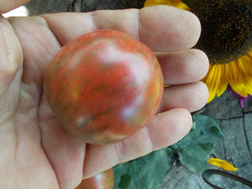  - SEMINTE ROSII - T 510 SAILOR S LUCK