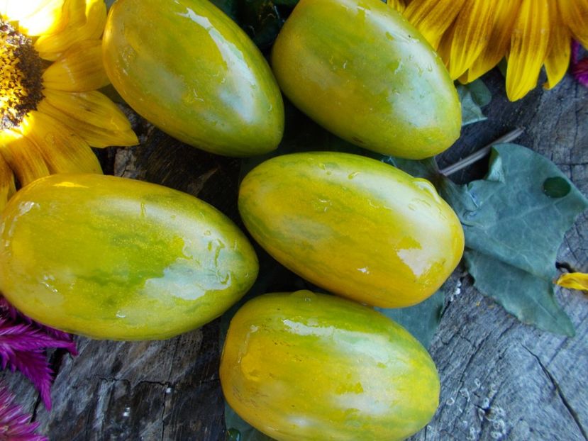  - SEMINTE ROSII - T 570 FUEGO VERDE