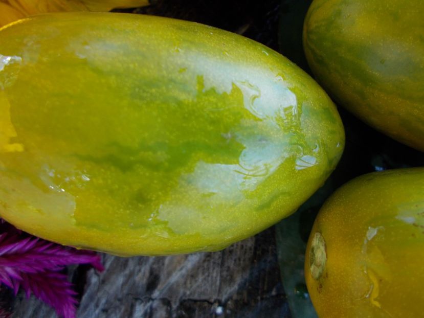  - SEMINTE ROSII - T 570 FUEGO VERDE