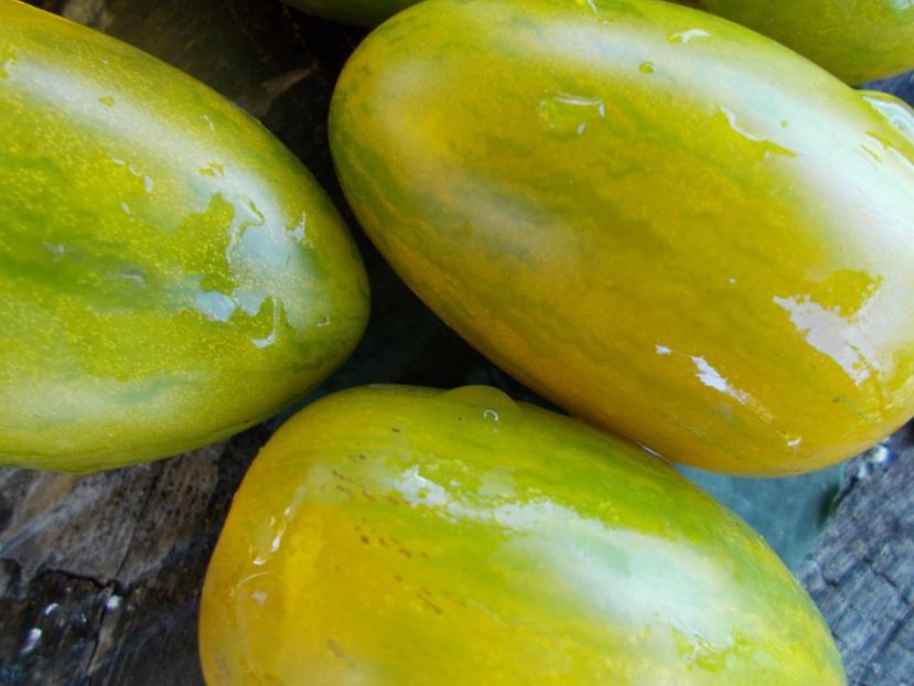  - SEMINTE ROSII - T 570 FUEGO VERDE