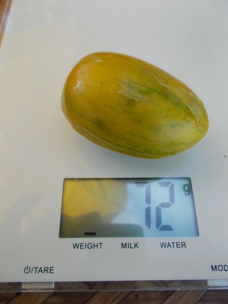  - SEMINTE ROSII - T 570 FUEGO VERDE