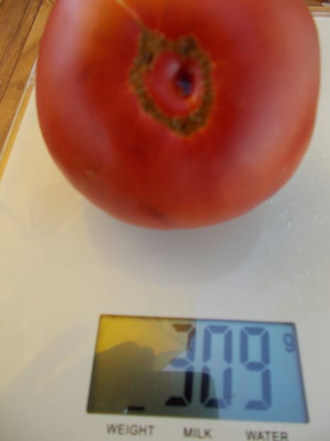  - SEMINTE ROSII - T 518 AUNT LOU S UNDERGROUND RAILROAD