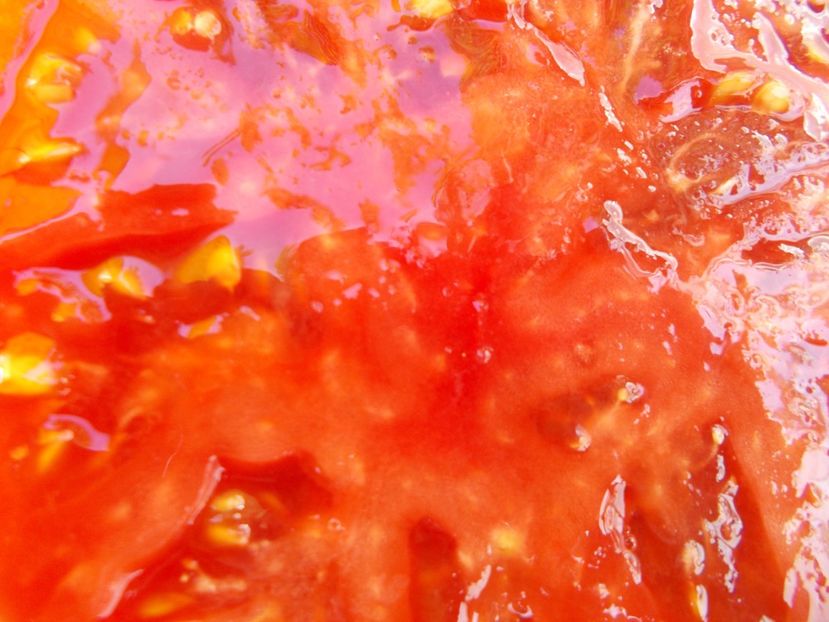  - SEMINTE ROSII - T 518 AUNT LOU S UNDERGROUND RAILROAD