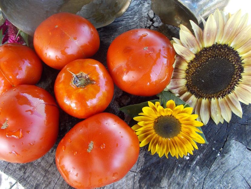  - SEMINTE ROSII - T 531 MAGIQO