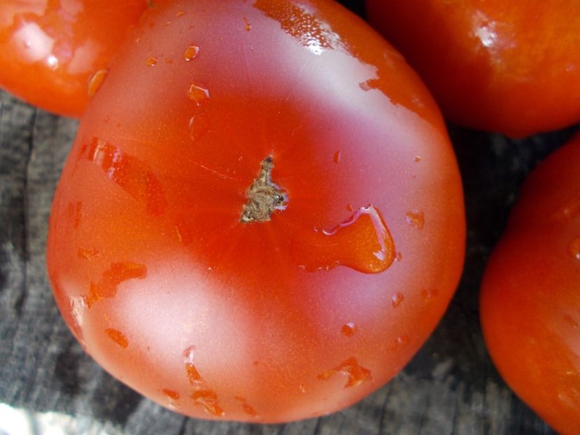  - SEMINTE ROSII - T 531 MAGIQO