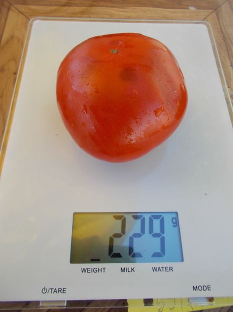  - SEMINTE ROSII - T 531 MAGIQO