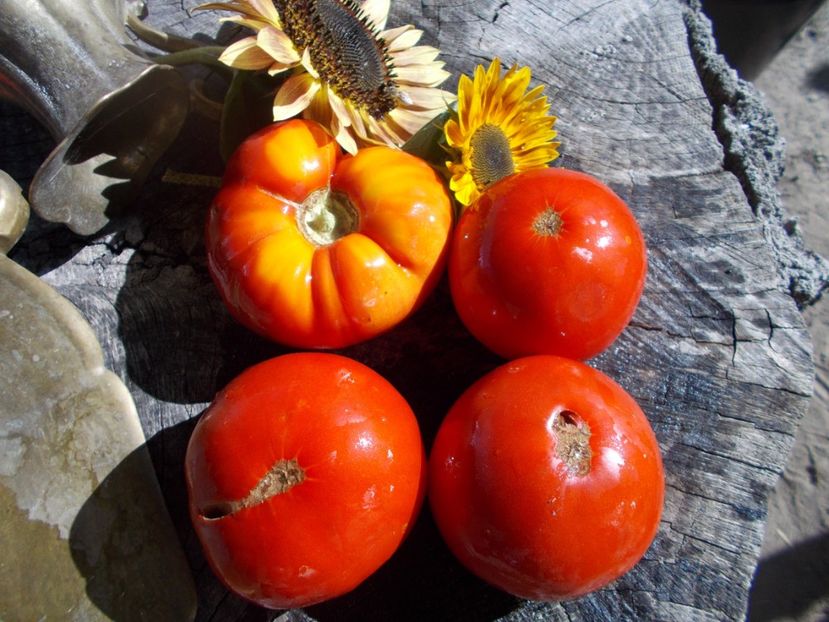  - SEMINTE ROSII - T 542 DELICIOUS ROT