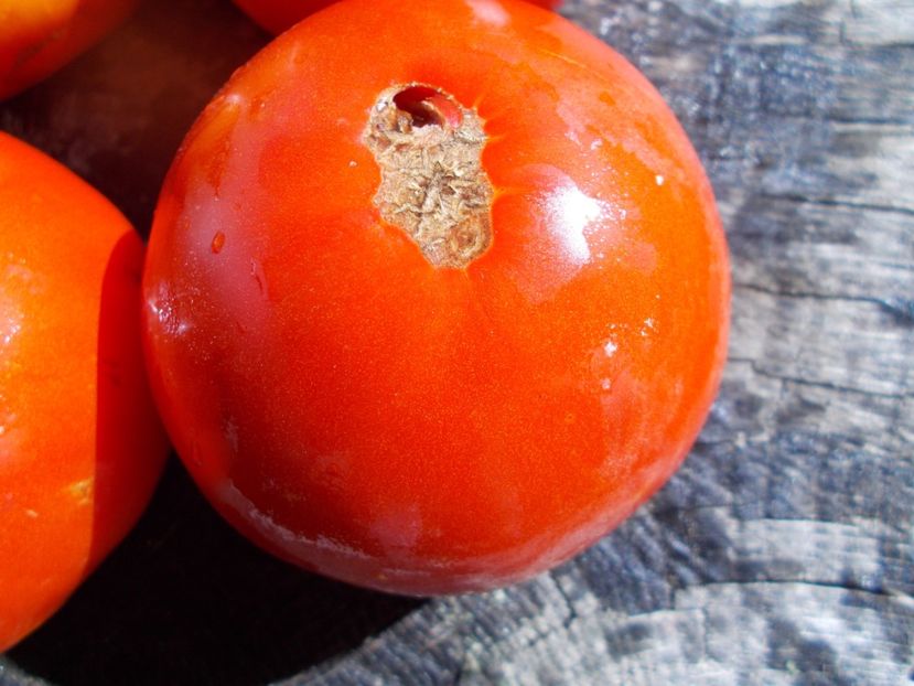  - SEMINTE ROSII - T 542 DELICIOUS ROT