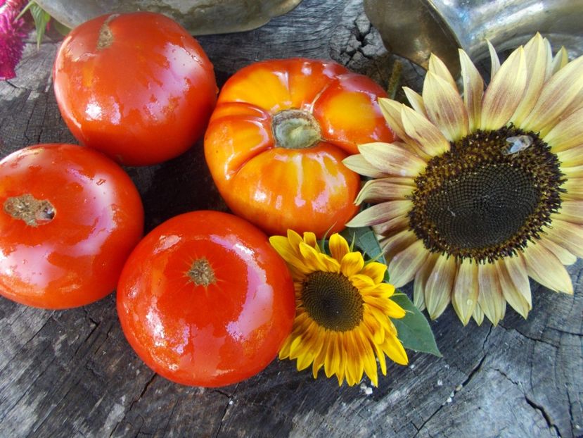  - SEMINTE ROSII - T 542 DELICIOUS ROT