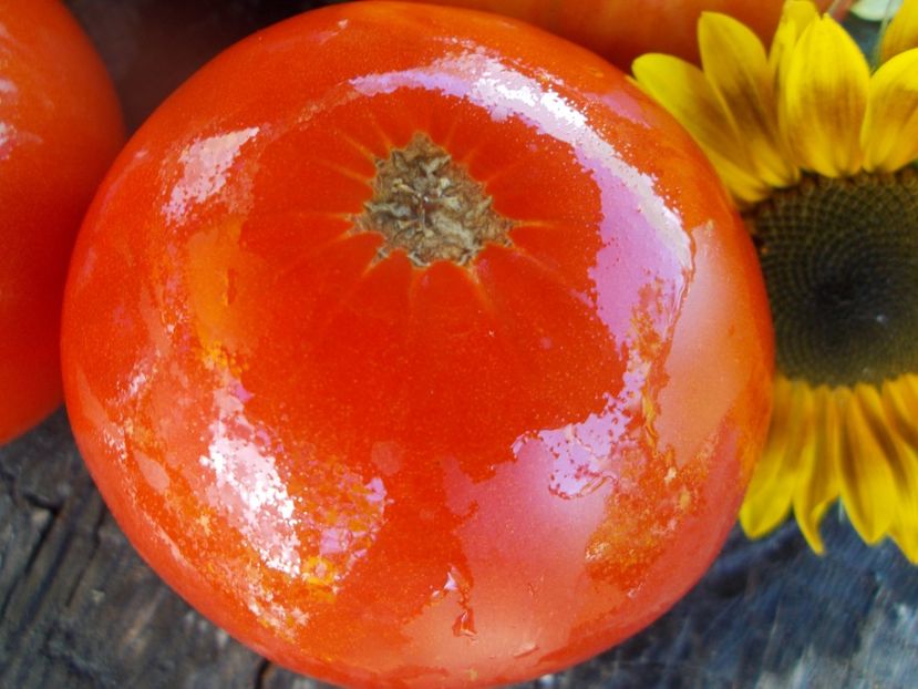  - SEMINTE ROSII - T 542 DELICIOUS ROT