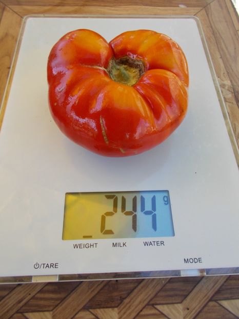  - SEMINTE ROSII - T 542 DELICIOUS ROT