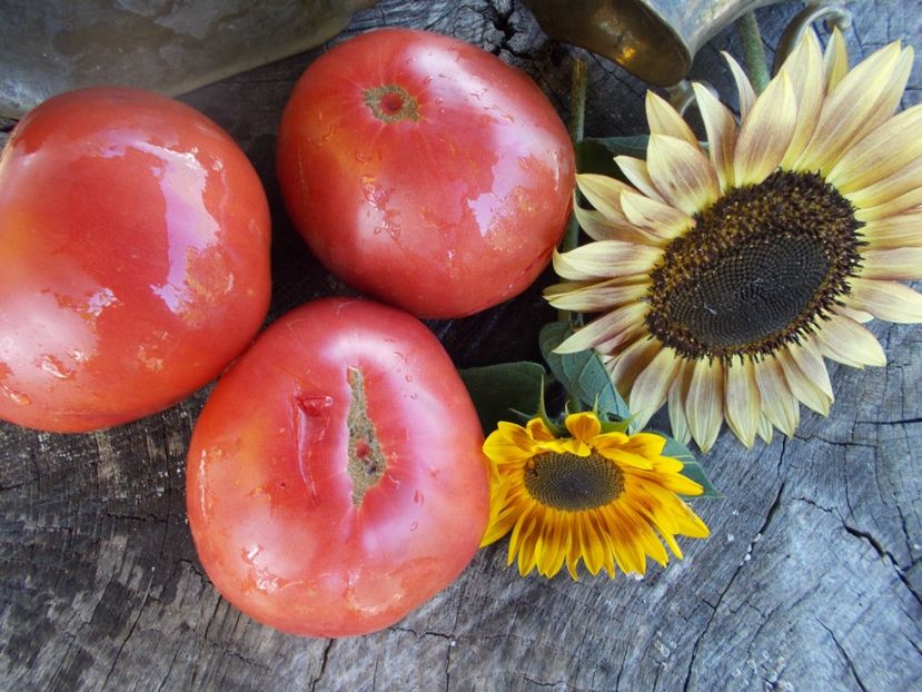  - SEMINTE ROSII - T 552 MALINOVKA BASHKIRSKAYA