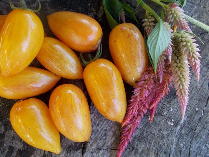  - SEMINTE ROSII - T 614 SWEET CREAM