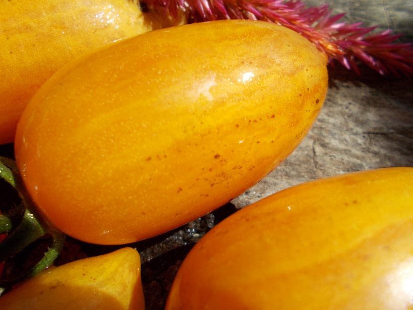  - SEMINTE ROSII - T 614 SWEET CREAM