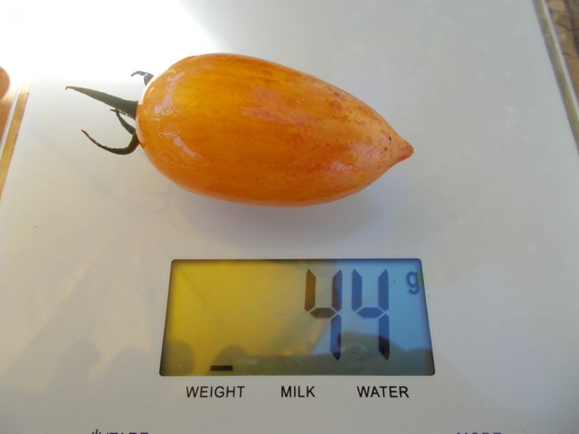  - SEMINTE ROSII - T 614 SWEET CREAM