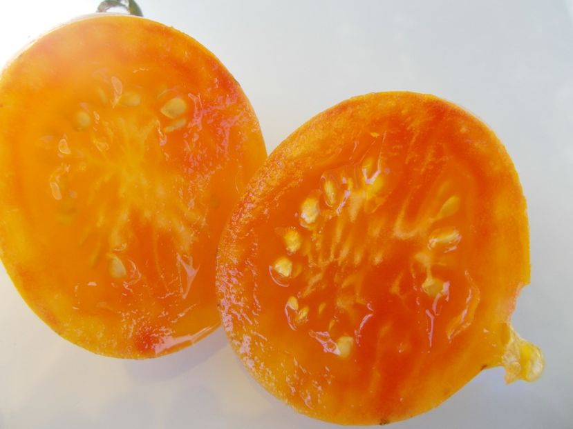  - SEMINTE ROSII - T 614 SWEET CREAM