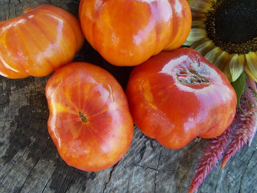  - SEMINTE ROSII - T 519 AMAZING GRACE