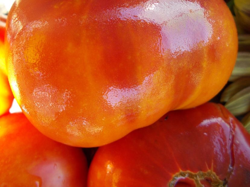  - SEMINTE ROSII - T 519 AMAZING GRACE