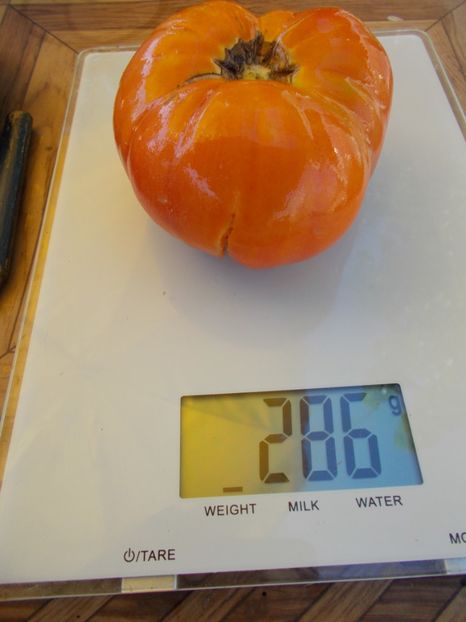  - SEMINTE ROSII - T 519 AMAZING GRACE