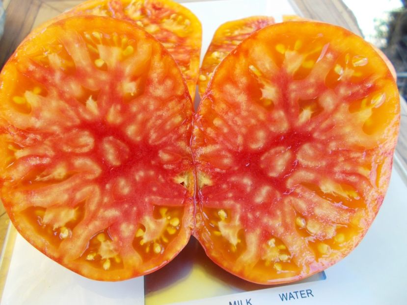  - SEMINTE ROSII - T 519 AMAZING GRACE