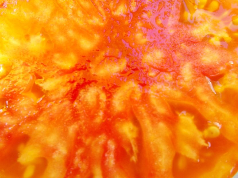  - SEMINTE ROSII - T 519 AMAZING GRACE