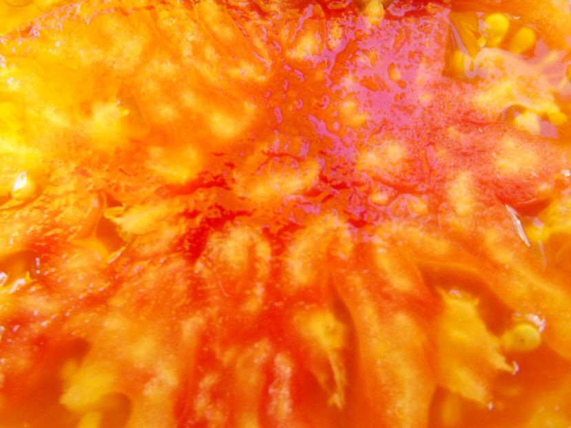  - SEMINTE ROSII - T 519 AMAZING GRACE