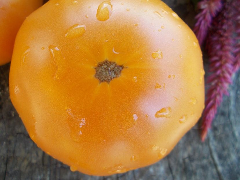  - SEMINTE ROSII - T 592 SWEET OZARK ORANGE